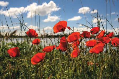 Types of Poppies for a Showy Spring Image